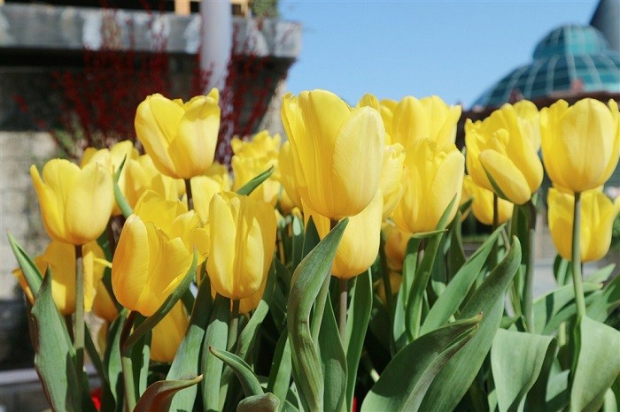 Lễ hội hoa tulip với đa dạng màu sắc sặc sỡ.
