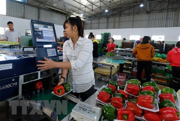 Một cơ sở sản xuất rau sạch ở huyện Đức Trọng, Lâm Đồng, áp dụng phần mềm Diagri để đồng bộ với hệ thống tem QR, BAR code. (Ảnh: Nguyễn Dũng/TTXVN)