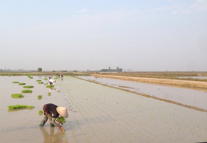 Nông dân huyện Thái Thụy, tỉnh Thái Bình hăng say cấy những thửa ruộng mầu mỡ, hứa hẹn một vụ mùa mới đạt năng suất cao. Ảnh: Đỗ Công Tiến