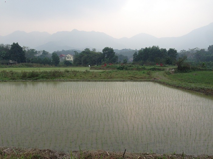 Các thửa ruộng ở huyện Cẩm Khê, tỉnh Phú Thọ mặc dù có địa hình không bằng phẳng, khó canh tác nhưng cũng đã được người dân phủ xanh bằng những giống lúa mới. Ảnh: Đỗ Công Tiến