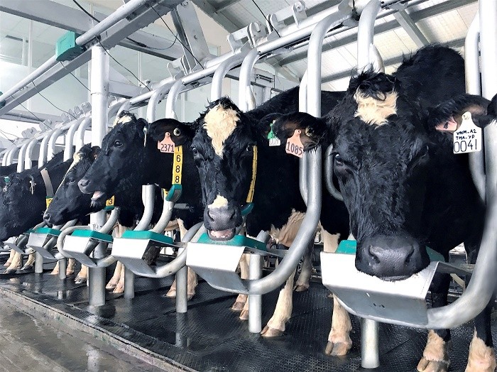 Đàn bò A2 thuần chủng đầu tiên của Việt Nam nhập từ New Zealand được chăm sóc trong Tổ hợp trang trại công nghệ cao Thống Nhất Thanh Hóa của Vinamilk.