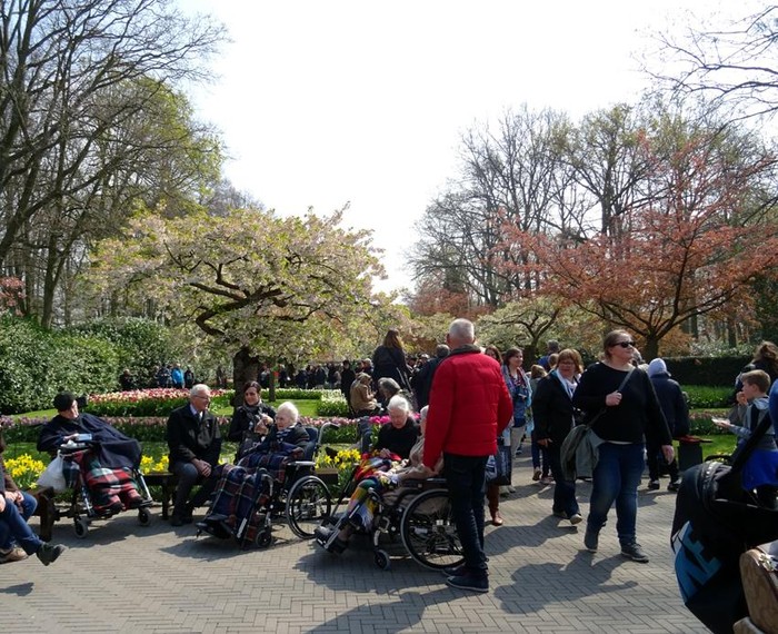 Nhóm các cụ ngồi trên xe lăn đi thăm vườn hoa Keukenhof.