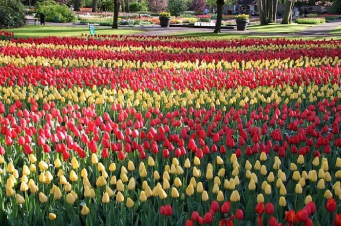 Các chủng loại hoa Tulip khác nhau được phối hợp hài hòa đầy hấp dẫn.