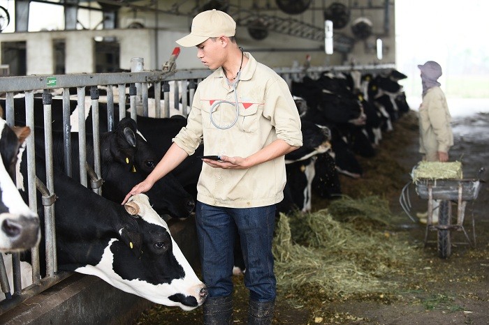 Hòa cùng dòng chảy 4.0, Cô Gái Hà Lan đã “công nghệ hóa” việc chăm sóc đàn bò bằng ứng dụng My dairy farm đầy hữu ích.