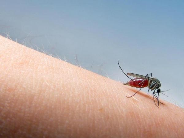 Muỗi đốt có thể gây ra bệnh như sốt rét, sốt xuất huyết (Ảnh: theo boldsky).