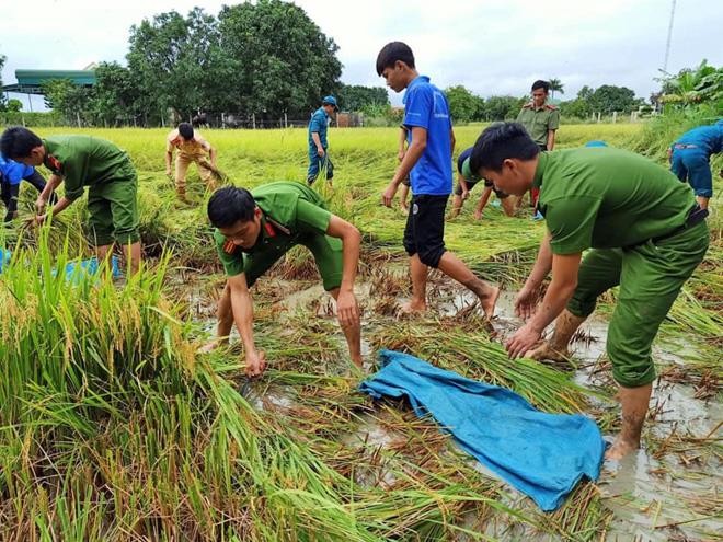 Cán bộ, chiến sỹ Công an giúp dân gặt lúa, tránh thiệt hại do mưa bão.