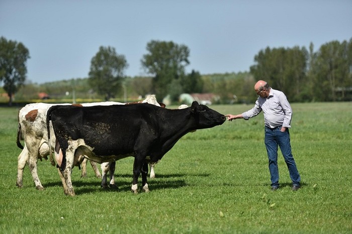 Trang trại Hoeve Ackerdijk cung cấp hơn 500.000 kg sữa organic/năm.