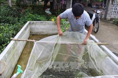 Cá giống do Tổ hợp tác Bờ Đậu (tỉnh Thái Nguyên) sản xuất chuẩn bị được đưa đi tiêu thụ. Ảnh tư liệu: Hoàng Nguyên/TTXVN