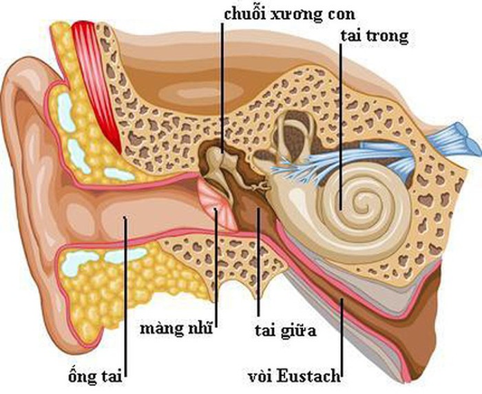 Viêm tai giữa hay còn gọi là nhiễm trùng tai (Ảnh minh họa: vtv.vn).