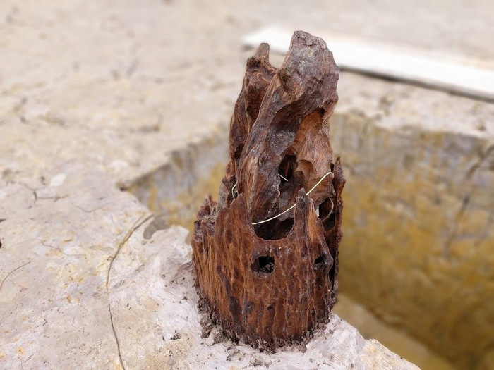 Các cọc gỗ cổ có thể được chôn/đóng xuống qua lớp bùn đen có niên đại khoảng nghìn năm. Ảnh: Lã Tiến