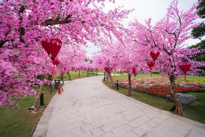 Đại lộ hoa đào rực rỡ khiến bất kỳ ai cũng ngỡ như đang đón Tết tại Nhật Bản thơ mộng.