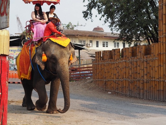 Du khách trải nghiệm cưỡi voi tại Thái Lan.