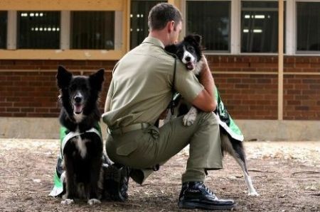Australia: Hai chú chó nghiệp vụ tìm bom Sam và Dzhesmin được nồng nhiệt chào đón trong 1 buổi lễ tôn vinh những người lính trở về từ chiến trường Afghanistan tại căn cứ quân sự Galsworthy nằm ở phía tây nam vùng ngoại ô Sydney, ngày 26/11/2006.
