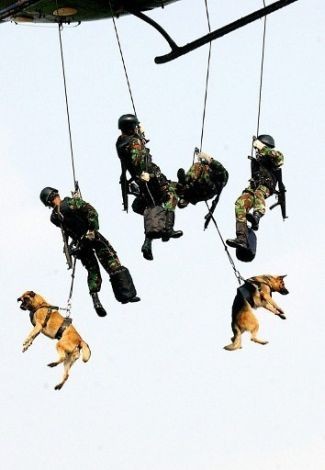 Indonesia: Binh sĩ lực lượng đặc biệt cùng với những chú chó nghiệp vụ đu trên dây từ máy bay trực thăng trong các bài tập chống khủng bố ở Jakarta vào ngày 20/10/2003.
