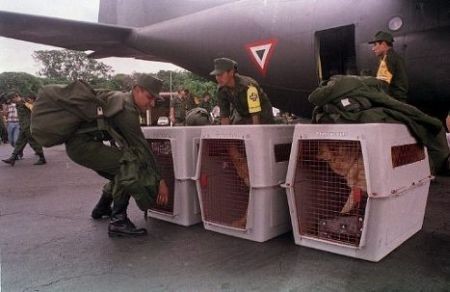 Nicaragua: Các binh sĩ Mexico đang vận chuyển các chú chó tìm kiếm cứu hộ tại sân bay quốc tế Managua ngày 04/11/1998.