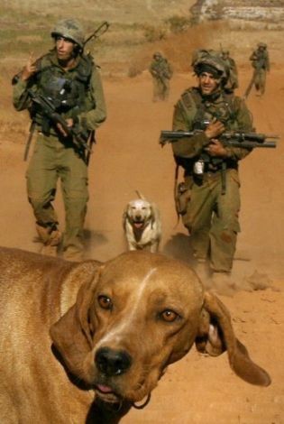Israel, tại biên giới Israel-Lebanon: Binh sĩ Israel cùng với những chú chó đang trở về miền bắc Israel từ miền nam Lebanon ngày 15/8/2006.
