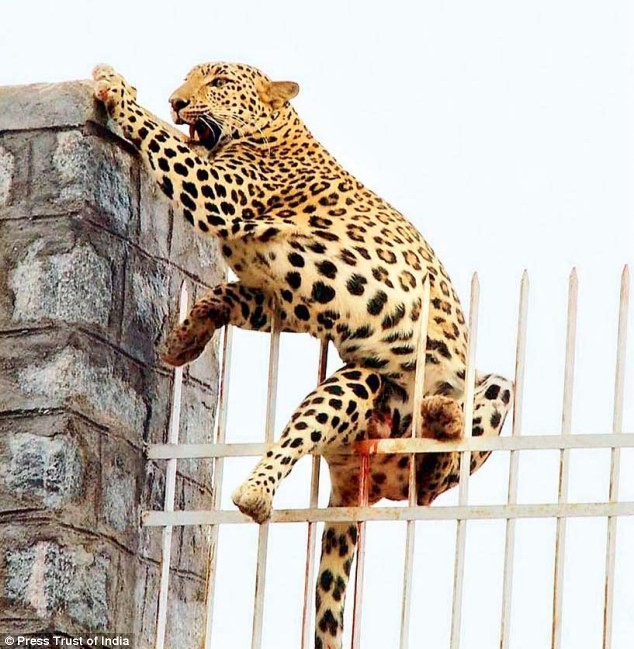 Mắc kẹt: Một con báo bị cắm trên đầu nhọn hàng rào khi nó cố gắng vượt qua cánh cổng sắt của một nhà máy.