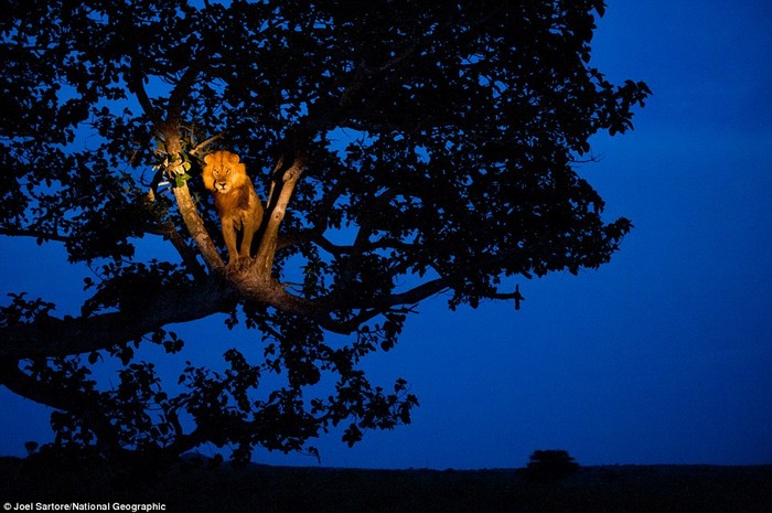 Trong ánh đèn sân khấu: Một chú sư tử đứng trên một ngọn cây tại Công viên Quốc gia Queen Elizabeth, Uganda. Bức ảnh được xếp trong số những bức mang tính nghệ thuật nhất của cuộc thi.