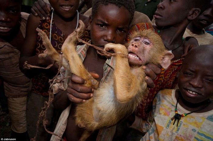 Đau thương: Một con khỉ đầu chó màu vàng đang cố gắng thoát khỏi dây trói của một nhóm trẻ tại miền đông bắc Mozambique châu Phi.