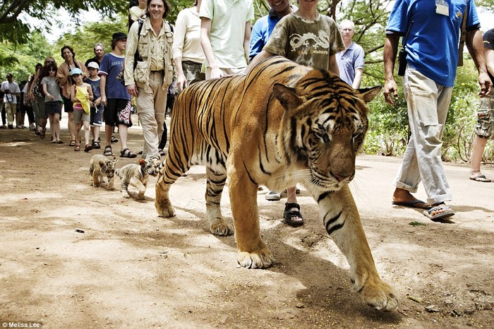 Buồn: Một con hổ và hai chú hổ con đi chậm dãi trước cái dõi nhìn của khách du lịch tại điện thờ linh vật và thần núi đạo Phật tại tỉnh Kanchanaburi, Thái Lan, giờ được biết đến là Đền thờ Hổ.