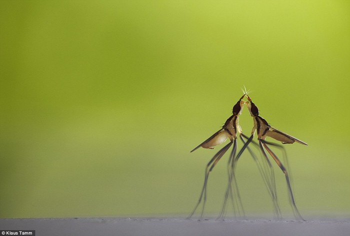 Trong sức nóng của trận chiến: Hai con ruồi chân dài có vẻ như đang hôn nhau nhưng thực ra chúng đang tranh tài khiêu vũ trước khi bay tới tán tỉnh những con cái gần đấy.