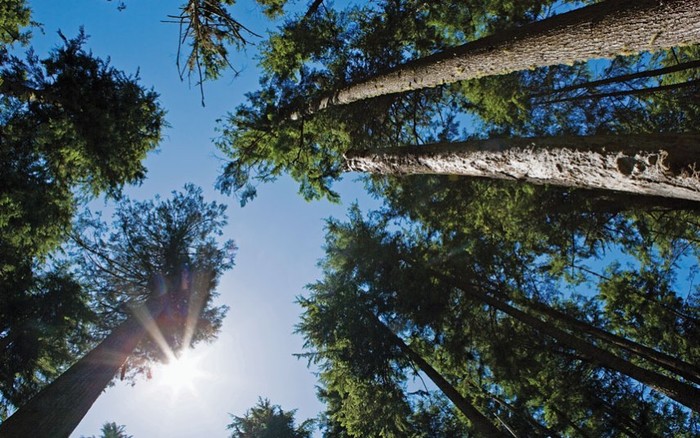 Linh sam Grand: Các thân cây linh sam Grand hướng thẳng lên bầu trời tại một khu rừng ở British Columbia, Canada. Ảnh: Image Source / Corbis