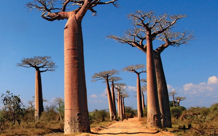 Malagasy Baobabs: Thánh đường của những cây Baobabs nổi tiếng tại Menabe, Madagascar. Ảnh: Imagebroker / Alamy