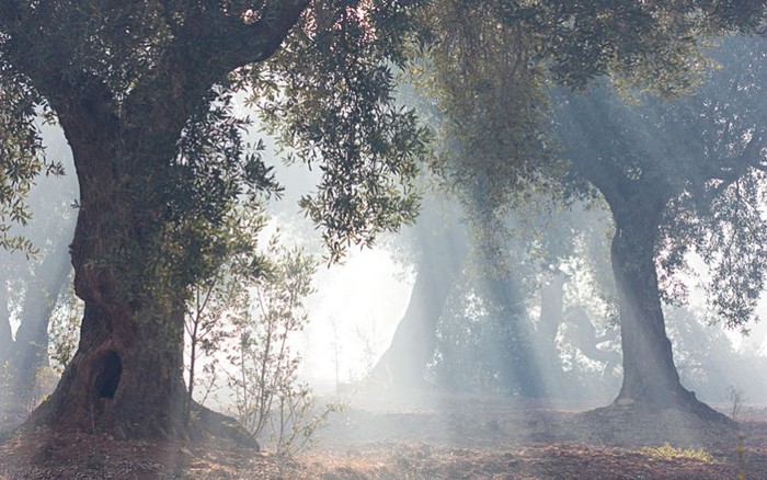 Ôliu: các cây ôliu cổ thụ vươn mình trong màn sương vào một buổi sáng tại một khu rừng cổ trên đảo Greek của Thassos. Ảnh: Antonio Macias Marin / Getty Images