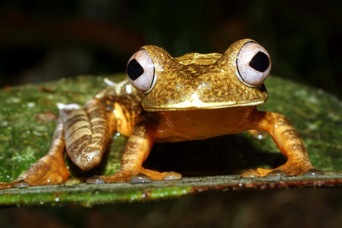 Những chú ếch kỳ thú: Vùng nhiệt đới mang khí hậu nóng ẩm với nhiệt độ trung bình là 27,9 độ C trong suốt mùa khô và 25,8 độ C trong mùa mưa. Đây là môi trường sống lý tưởng cho các loài ếch như loài ếch Hypsiboas geographicus.