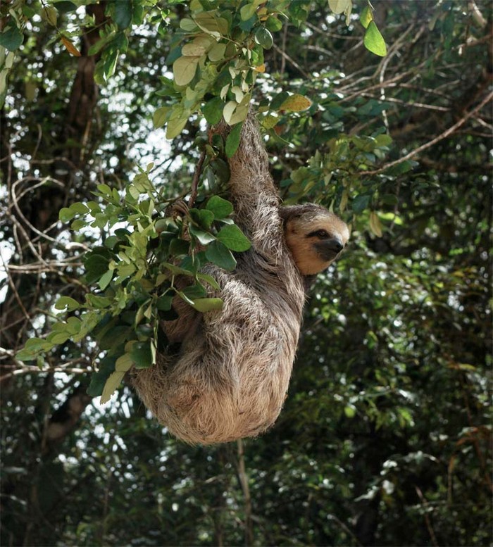 Culi Chillin/con lười: Một con culi ở rìa rừng Amazon
