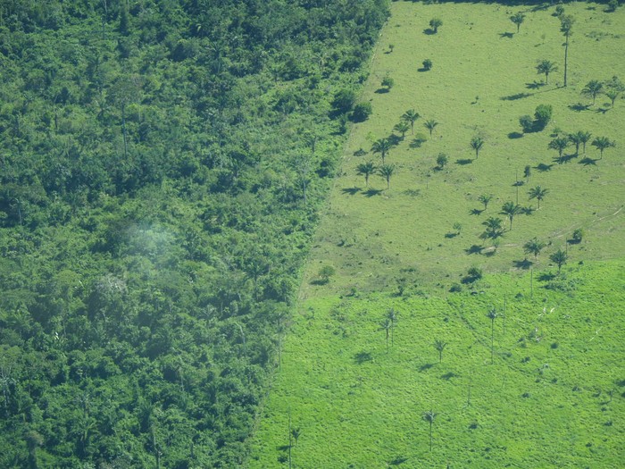 Nguy cơ tuyệt chủng: Một nghiên cứu được công bố vào ngày 13/07/2012 của tạp chí journal Science cho thấy rằng với nạn chặt phá rừng và các mối nguy hại khác tới thế giới hoang dã, hơn 80% loài có nguy cơ tuyệt chủng vẫn đang bị đe dọa nghiêm trọng.