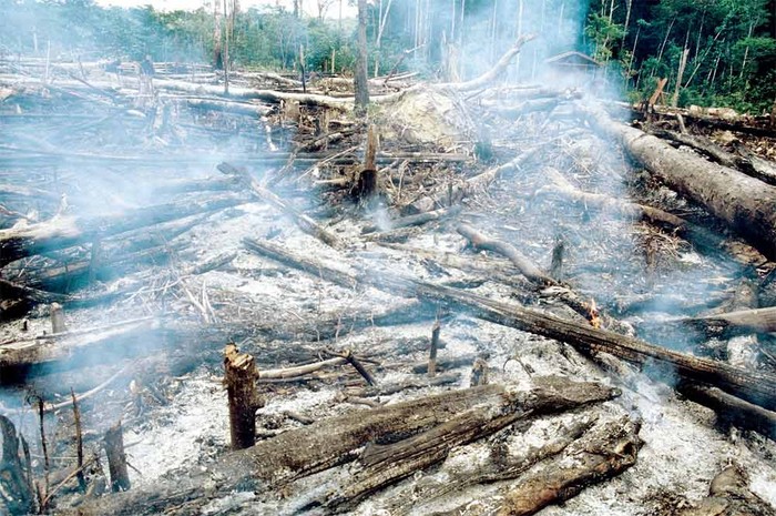 Nạn phá rừng: dấu hiệu tàn phá tại Amazon