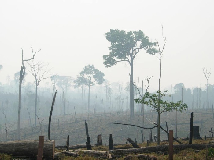 Cháy rừng: Trong khoảng nửa thế kỷ qua, rừng Amazon có vẻ như bất tận đã mất ít nhất 17% diện tích rừng bao phủ, theo WWF.