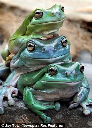 Ba chú ếch cây, Jabba, Freddo và Kermit thuộc trong số 2000 con vật có tại Wile Action, một sở thú tư ở vùng Macedon Ranges, Victoria, Austraia của nhà động vật học Chiris Humfrey.
