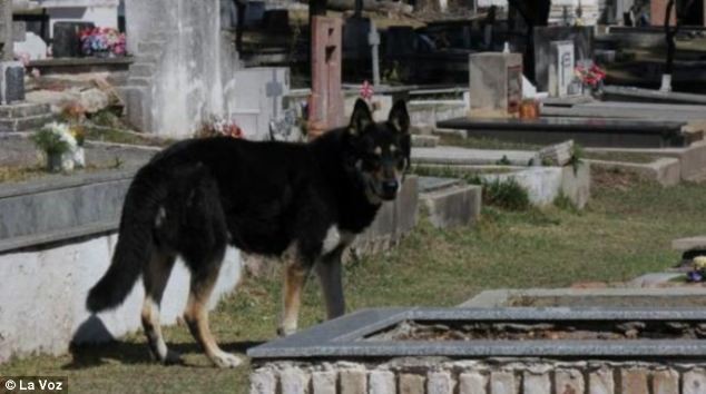Chú chó bỏ nhà đi ngay sau đám tang của ông Guzman và một cách huyền bí đã tìm thấy nơi an nghỉ của chủ.
