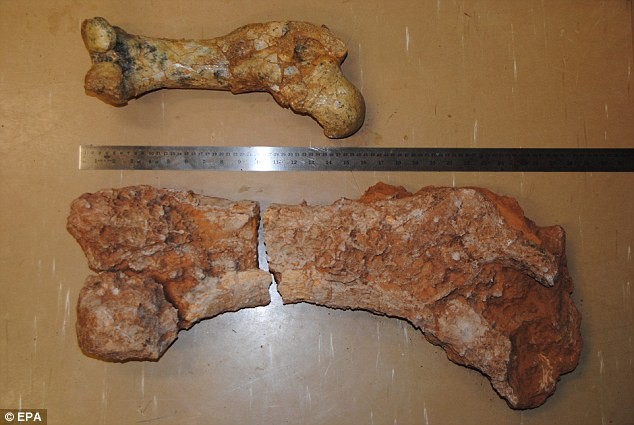 Các mẩu xương được tìm thấy gồm một mảnh xương của loài tiền thân của thú túi Diprotodon (bên trên) và hóa thạch Diprotodon khổng lồ được phát hiện (bên dưới) trong Lãnh thổ Bắc Úc vào tháng Tám.