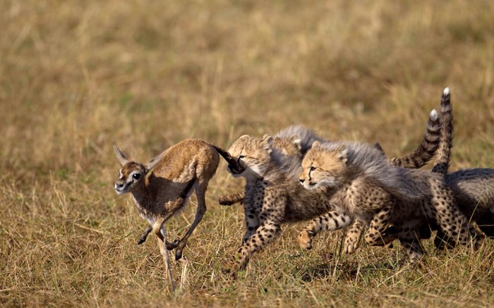 Những con báo đốm Cheetah bé nhỏ đang săn một con hươu được mẹ chúng tha về để rèn luyện kỹ năng săn mồi. Hình ảnh này được chụp bởi Paul Goldstein, hướng dẫn viên du lịch vùng Exodus và nhiếp ảnh gia thế giới hoang dã. Ảnh: Paul Goldstein / Rex Features.