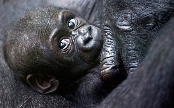 Mawimbi, một con gorilla đất thấp miền tây nằm trong vòng tay mẹ Mamitu ở một sở thú tại Zurich, Thụy Sĩ. Ảnh: Keystone, Alessandro Della Bella/AP.