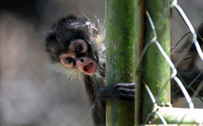 Một con khỉ con nhìn quanh hàng rào ở sở thú Rosy Walter tại El Picacho, bắc Tegucigalpa, Honduras. Ảnh: Orlando Sierra/AFP/ Gettylmages.