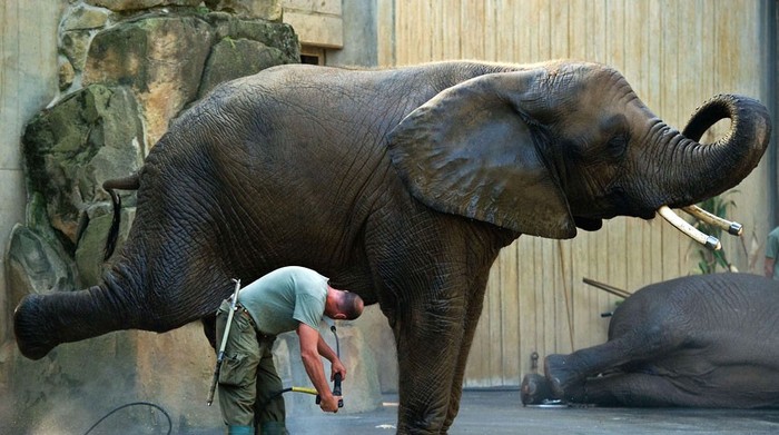Rainer Kraut, người chăm sóc động vật phun nước tắm cho một con voi tên Drumbo ở vườn thú Dresden, Đức. Ảnh: ARNO BURGI/AFP/GettyImages