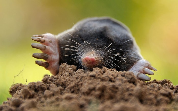 Một con chuột chũi thò đầu ra khỏi đất ở Godewaersvelde, Pháp. Ảnh: PHILIPPE HUGUEN/AFP/GettyImages