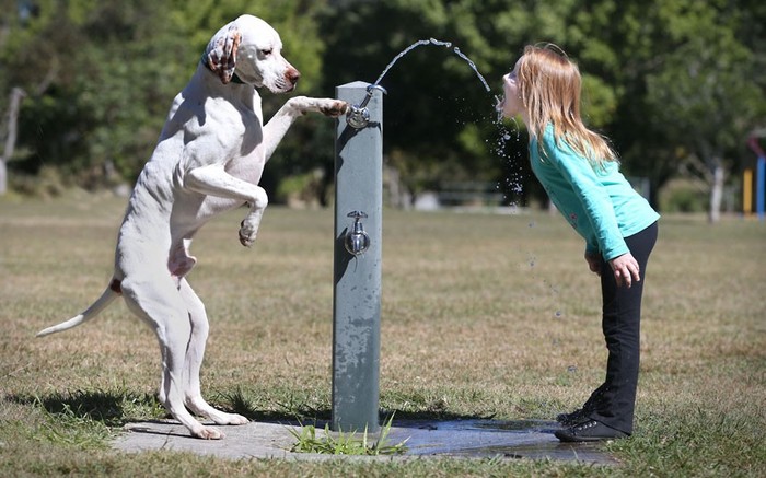 Jack, thuộc giống chó săn chỉ điểm Anh đang vặn vòi cho Lauren Rowe uống nước ở một vòi nước vào ngày đầu tiên của mùa xuân ở Brisbane, Australia. Ảnh: Newspix/Red Features.