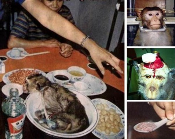 Óc khỉ phải được ăn sống, người ta khoét một lỗ trên mặt bàn ăn, chiếm diện tích bằng 1/3 đầu con khỉ nhô từ dưới lên. “đao phủ” sẽ cầm dao sắc lẹm phạt một đường chỗ mỏm đầu con khỉ nhô lên. Khách sẽ dùng thìa múc óc tươi ăn trước khi con khỉ từ từ chết.