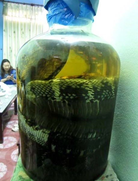 Một nữ đại gia tại thành phố Lào Cai sở hữu bình rượu ngâm một chú rắn hổ mang khủng nhất Việt Nam. Nó dài đúng 7m, cân nặng 21kg. Chiếc bình thủy tinh có chu vi tới 1,2m, mà cuộn con rắn hơn 6 vòng mới hết. Trong khi đó, con rắn chúa kỷ lục trưng bày tiêu bản ở trại rắn Đồng Tâm (Vĩnh Long) cũng chỉ dài 4,5m.