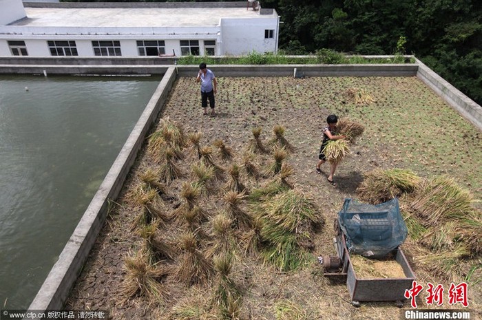 Ông bắt đầu gieo lúa trên tầng 6 của tòa nhà từ tháng 5/2012. Mái nhà được phủ lớp đất dày 25cm và kèm đường ống dẫn nước thay cho hệ thống thủy lợi như ngoài cánh đồng.
