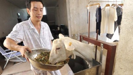 Công đoạn chọn mua dê cũng khá kỳ công, anh Wei lặn lội lên tận Bắc Kinh và đến chọn dê tại nông trại. Mỗi ngày anh thu được khoảng 3 lít sữa. Để dê không ăn phải các chất độc hại, mỗi tuần một lần anh đều đặn lái xe đến vùng ngoại ô cắt cỏ.