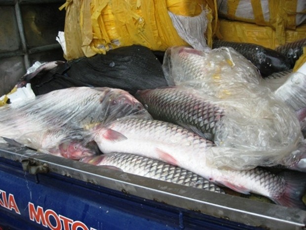 400kg cá trắm nhập lậu từ Trung Quốc bị lực lượng chức năng phát hiện tại bến xe Lương Yên.