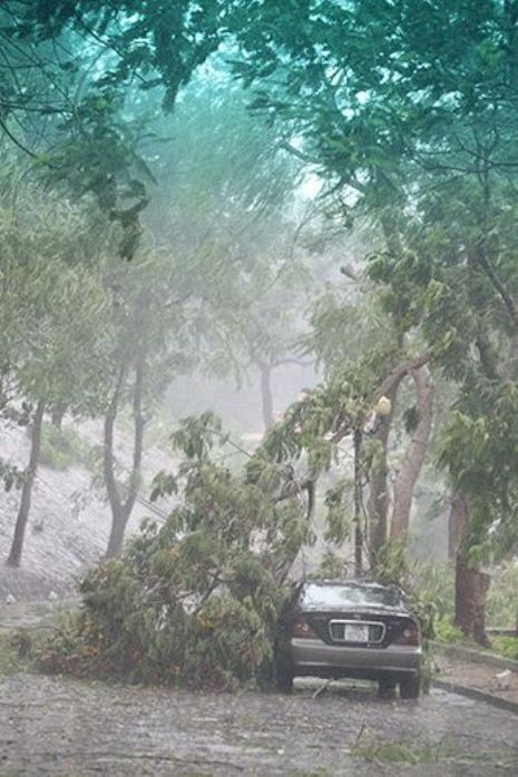 Nhiều cây xanh tại TP Hải Phòng cũng bị bão quật đổ.