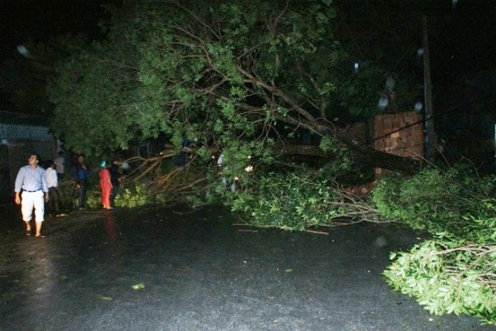 Gió to quật đổ cây xanh tại huyện Hậu Lộc, Thanh Hóa. Ảnh: Lao Động)