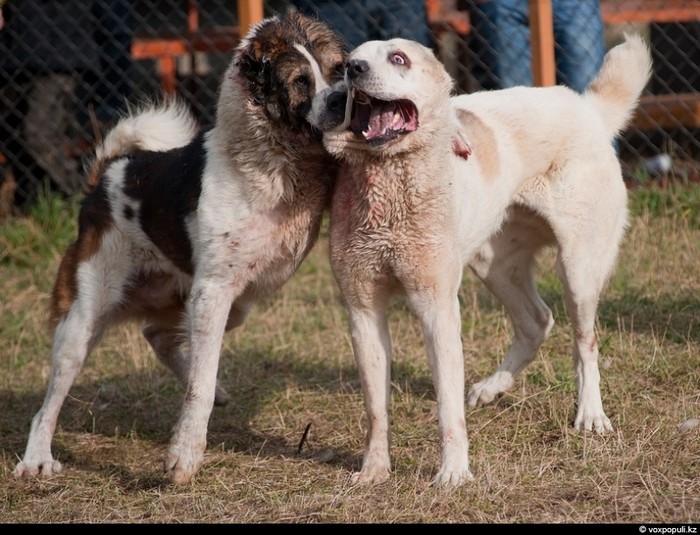 Mỗi khi mùa thu đến là lúc mùa đấu chó ở Kazakhstan lại bắt đầu. Tuy nhiên, hiện nay, việc tổ chức đấu chó với mục đích các cược hay giải trí ở quốc gia Trung Á này đang bị lên án vì người ta cho rằng để loài chó cắn nhau là hành động đối xử tàn tạ đối với một trong những loài vật nuôi trung thành và phổ biến nhất của con người.